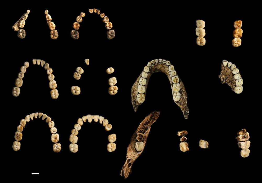 ancient jaw bones and teeth are meticulously arranged on a black background.