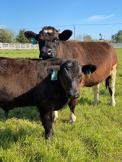Two beef cattle stand in a grassy field on MJC's West Campus